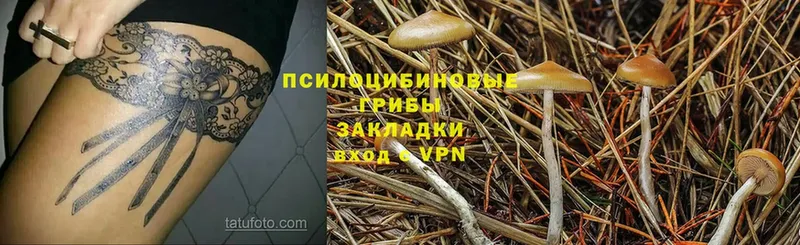 магазин  наркотиков  Губкинский  Псилоцибиновые грибы MAGIC MUSHROOMS 